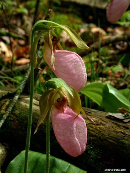 pink lady slipper flower orchid Cypriedium acaule picture