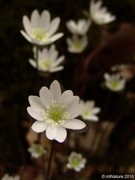 liverwort herb Hepatica nobilis plant picture