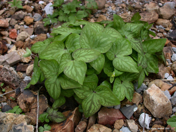 Liverwort plant leaves after flowers die picture