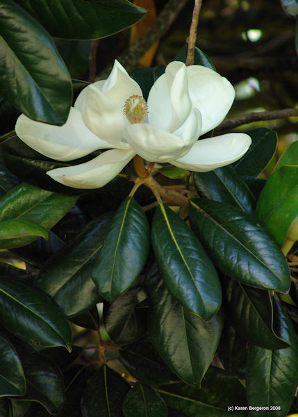 medicinal uses for magnolia blooms
