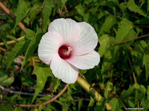 Swamp Rose Mallow picture