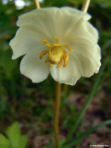 closeup picture of may apple flower, Podophyllum peltatum, also known as American mandrake