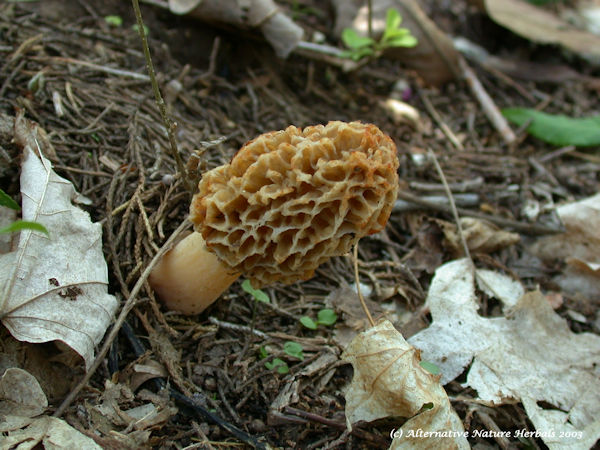 Morel Mushroom in growing in woods