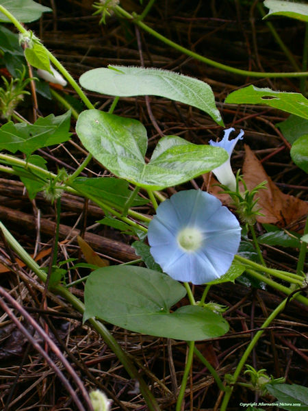 morning glory flower Ipomoea purpurea plant picture