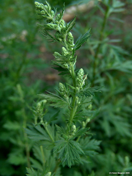 Mugwort Artemisia Vulgaris herb picture