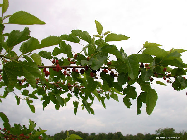 mulberry bush picture 