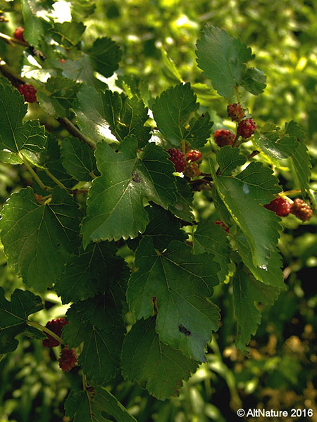 Closeup picture of Red Mulberry leaves and berries