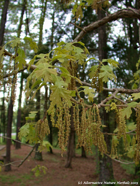 Oak Tree, Quercus spp. medicinal tree picture