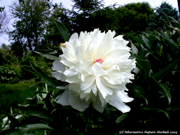 Peony flower picture Paeonia sp.