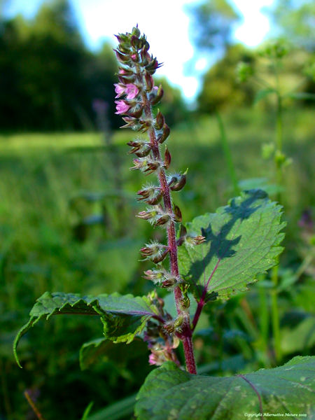 Perilla, Shiso plant with seed spike