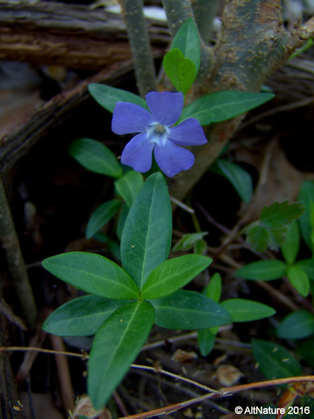 Periwinkle flower picture 2
