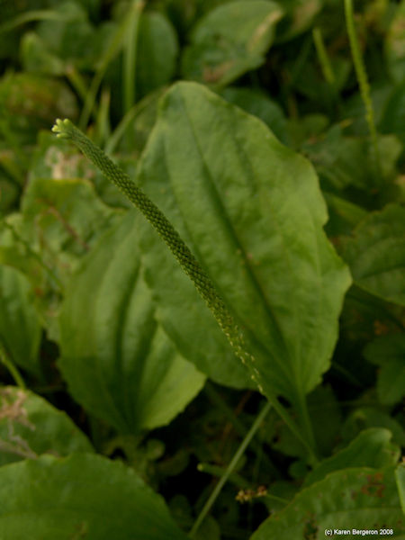 Plantain plant picture 2