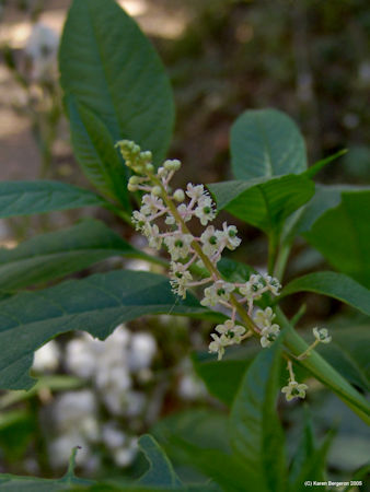 Pokeweed drupe of white flowers