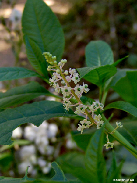 Foto de la flor de Pokeweed