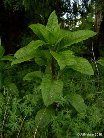 Large Pokeweed plant picture