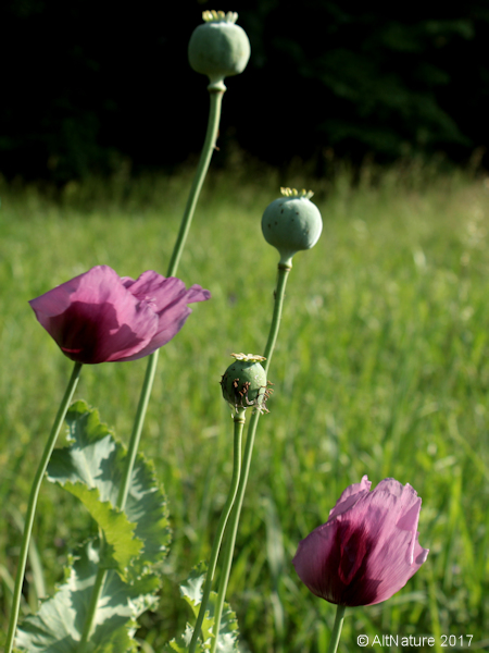 Opium Poppy plant with flower and seed pod picture