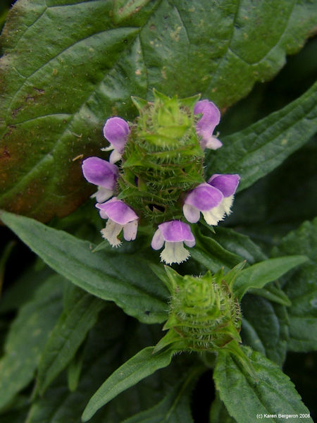 Prunella Vulgaris, herb for herpes and cold sores