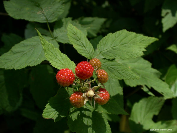 wild raspberry fruit picture Rubus idaeus 