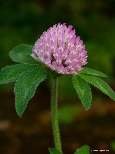 Red Clover flower picture