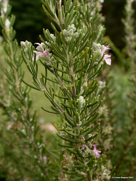 Rosemary Officinalis herb plant picture
