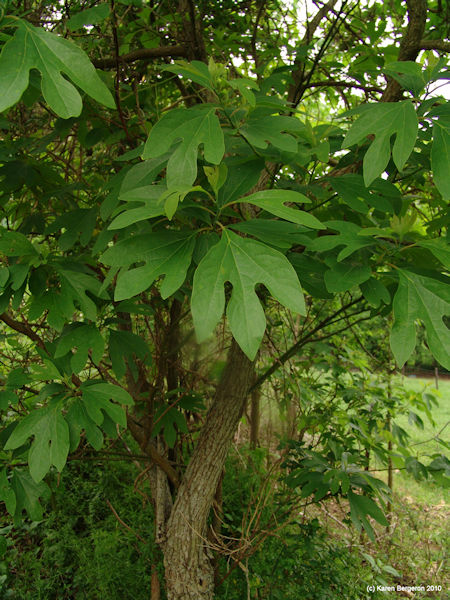 sassafras tree Sassafras albidum picture root used as herbal tonic