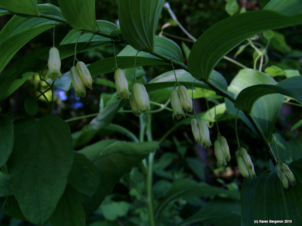 Solomon's Seal Plant with flowers