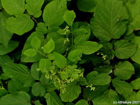 American Spikenard plant picture