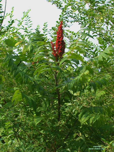Sumac bush picture, Rhus hirta shrub medicinal plant