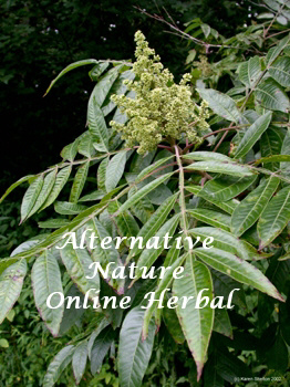 winged sumac Rhus copallina shrub picture medicinal herb 