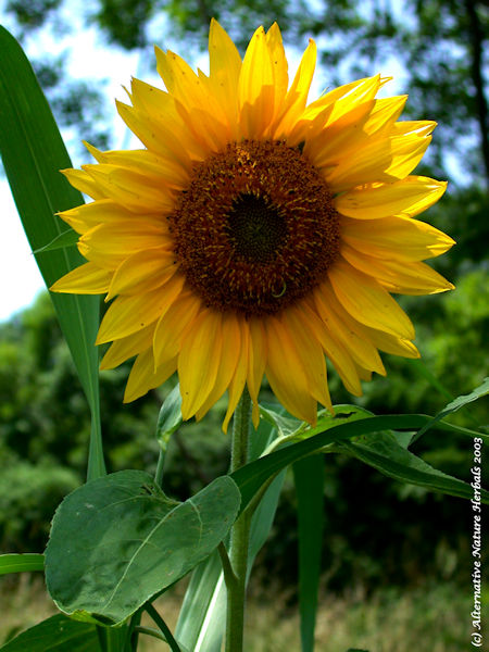 sunflower Helianthus annuus flower picture