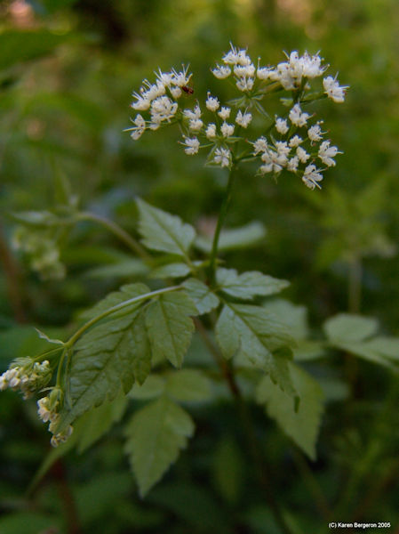 Sweet Cicely plant growing in woods 