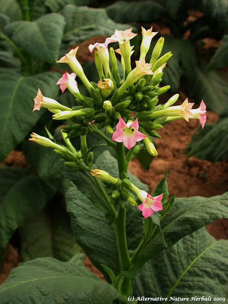 Tobacco, Nicotiana spp. picture