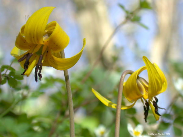 trout lily flower Erythronium americanum picture