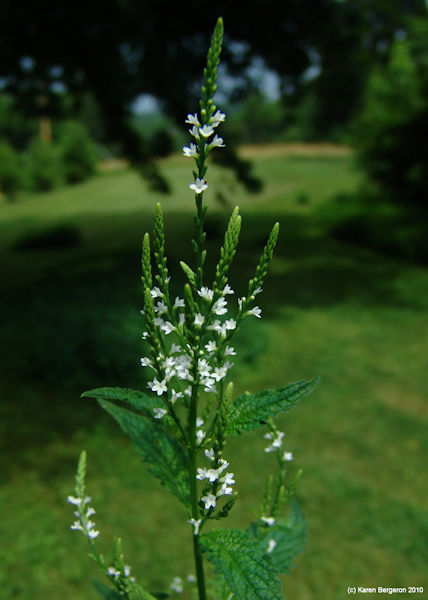 white vervain herb plant picture