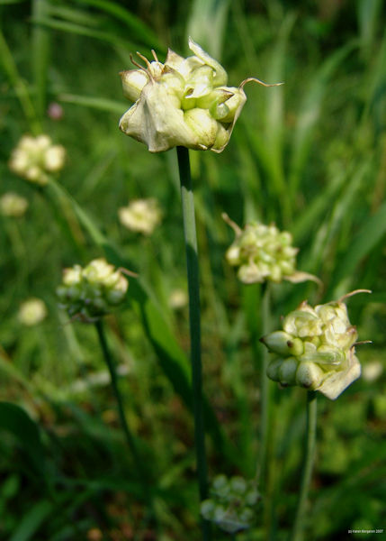 Wild garlicplant  bulbs picture