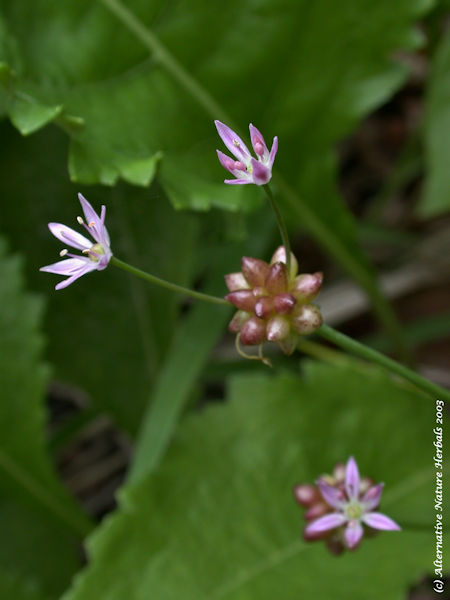 Wild Garlic Allium canadense herb picture