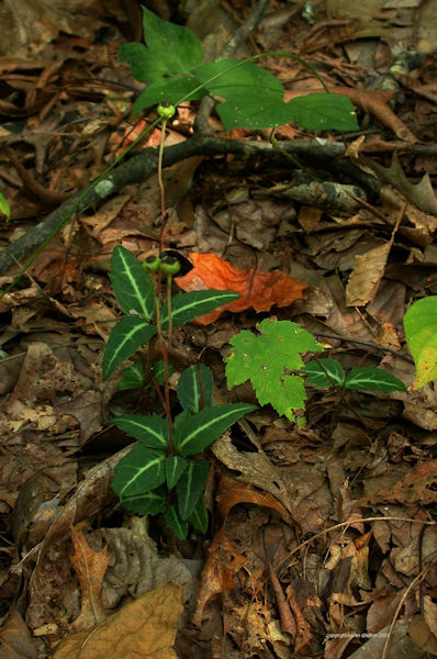wild wintergreen plant picture in woods in Middle Tennessee