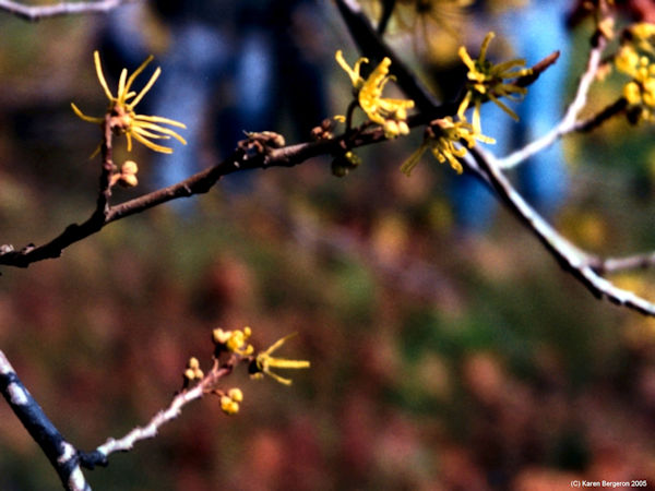 Witch Hazel picture yellow flowers blooming in late October