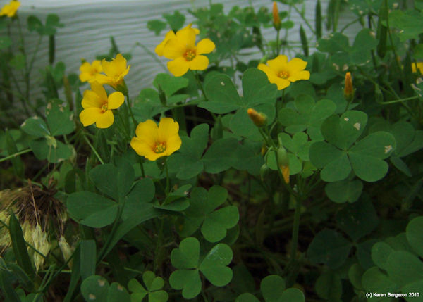 wood sorrel herb picture Oxalis spp.