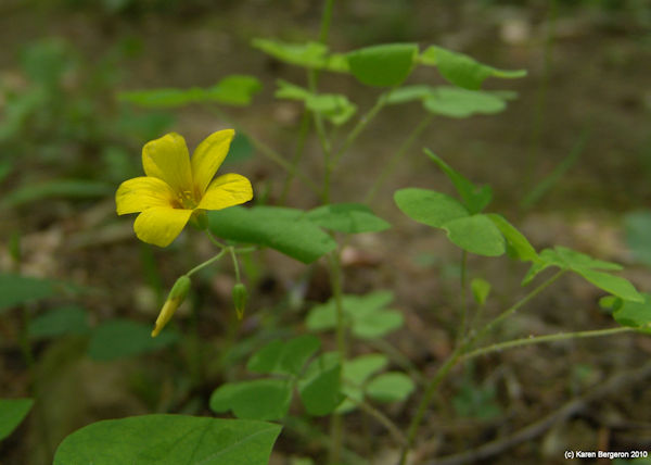 Wood Sorrel medicnal plant picture with yellow flowers