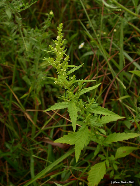 Wormseed Chenopodium ambrosioides mexican tea herb picture