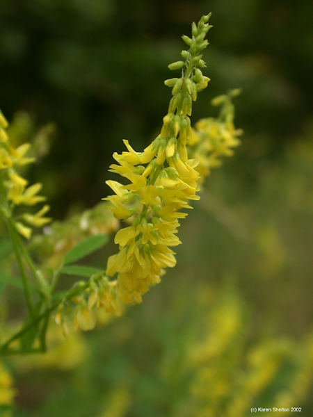 yellow sweet clover herb picture melilotus officinalis
