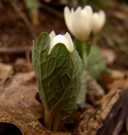 bloodroot herb flower emerging from leaf