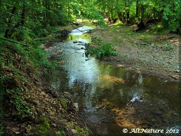 creek at Cumberland Furnace TN
