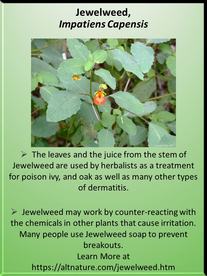 a presentation slide about Jewelweed with a picture of the plant and information on Jewelweed's use in herbalism. If you click on this, you will get the full sized picture and can download or print it