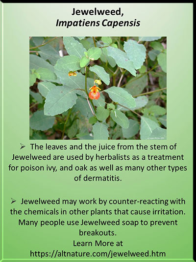 Jewelweed presentation slide with some of the text from this article