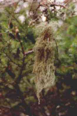 usnea picture