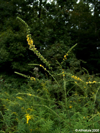 Agrimony plant in garden