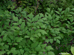 Black Cohosh Leaves