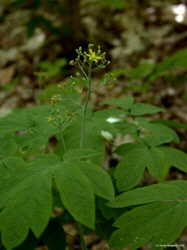 blue cohosh herb picture